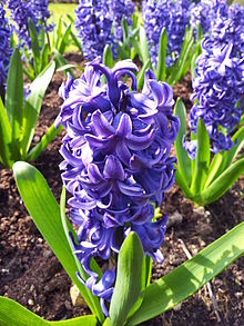 220px-Hyacinth_-_Anglesey_Abbey